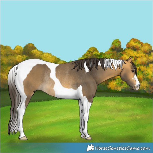 Horse Color:Buckskin Tobiano Rabicano