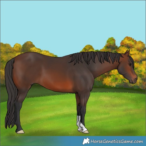 Horse Color:Brown 