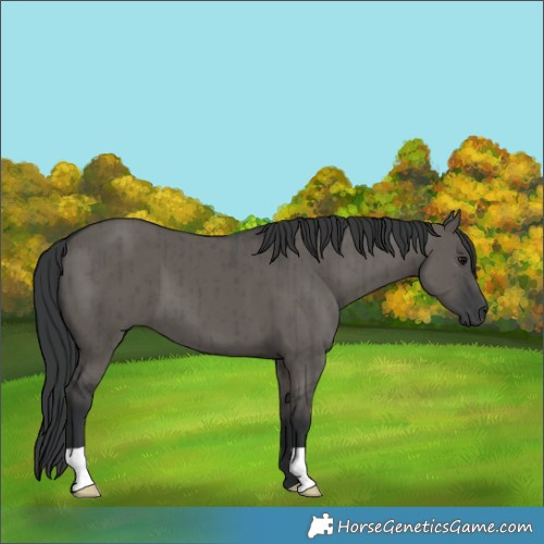 Horse Color:Grullo Brindle
