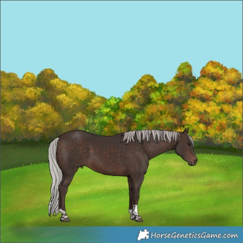 Horse Color:Silver Brown Tobiano Rabicano