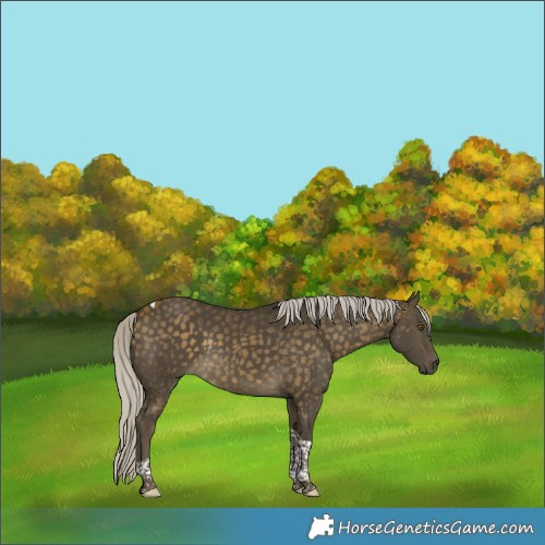 Horse Color:Silver Buckskin Tobiano Rabicano 