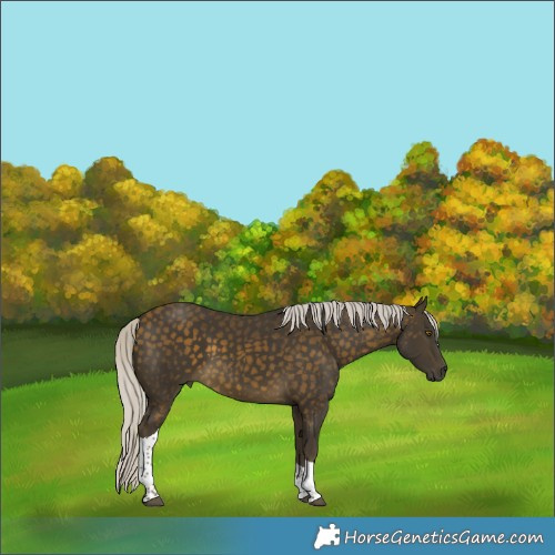 Horse Color:Silver Buckskin Tobiano Rabicano