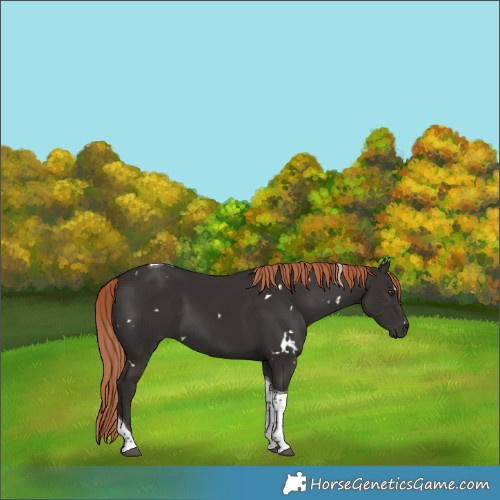 Horse Color:White Spotted Liver Chestnut Tobiano