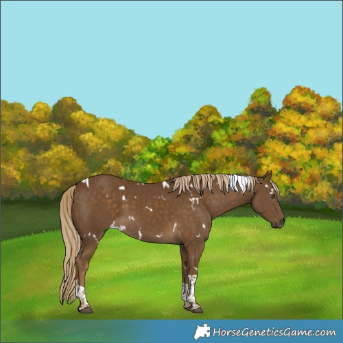 Horse Color:White Spotted Chocolate Palomino Tobiano Rabicano 