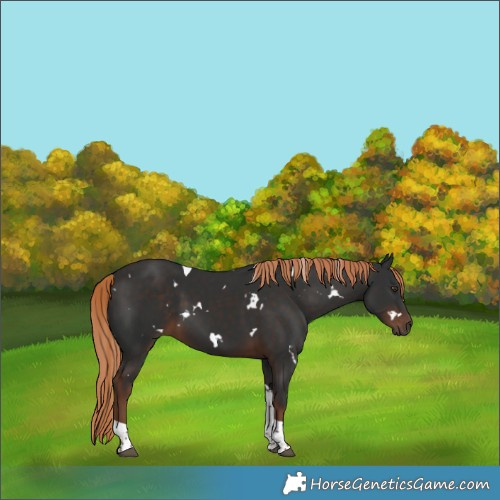 Horse Color:White Spotted Liver Chestnut Tobiano 