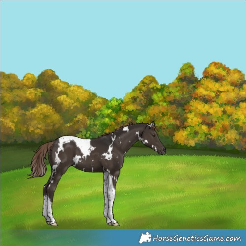 Horse Color:White Spotted Liver Chestnut Tobiano 