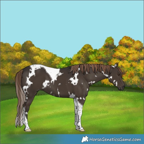 Horse Color:White Spotted Liver Chestnut Tobiano 