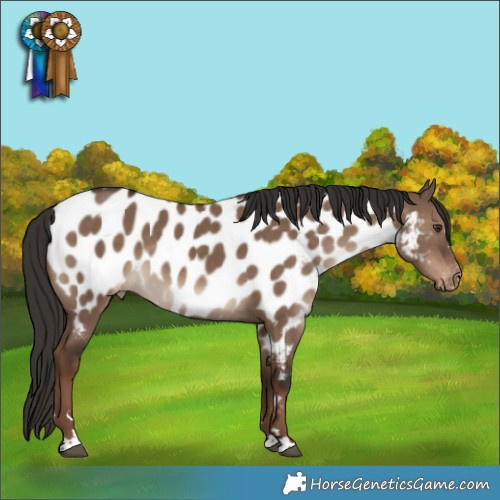 Horse Color:Liver Red Dun Appaloosa Rabicano