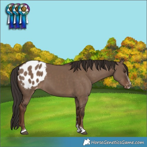 Horse Color:Liver Red Dun Appaloosa