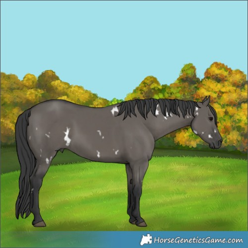 Horse Color:White Spotted Grullo