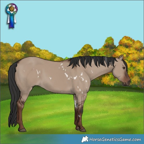 Horse Color:White Spotted Liver Red Dun Rabicano