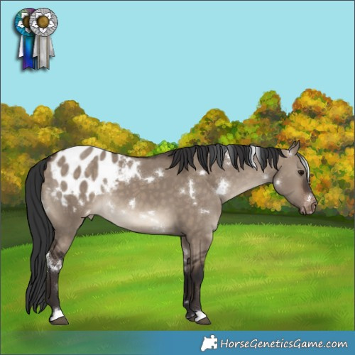 Horse Color:White Spotted Brown Dun Appaloosa