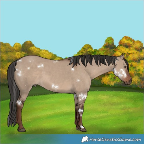 Horse Color:White Spotted Liver Red Dun Rabicano 