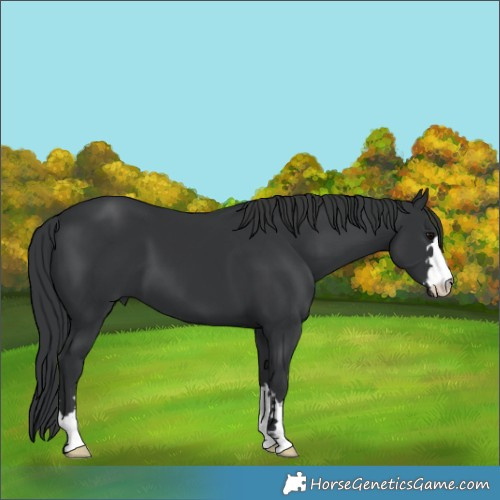 Horse Color:Black 