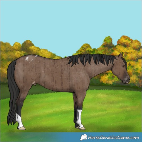 Horse Color:Liver Red Dun Appaloosa Brindle