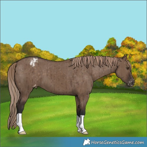 Horse Color:Liver Red Dun Appaloosa Brindle 