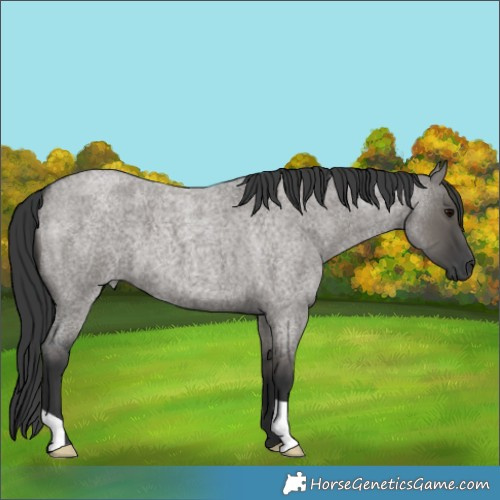 Horse Color:Grullo Roan 