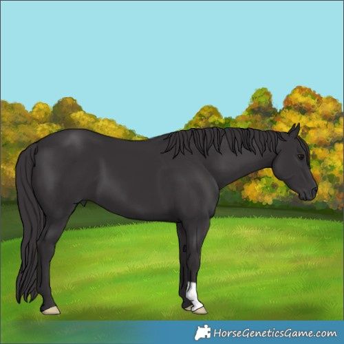 Horse Color:Smoky Black