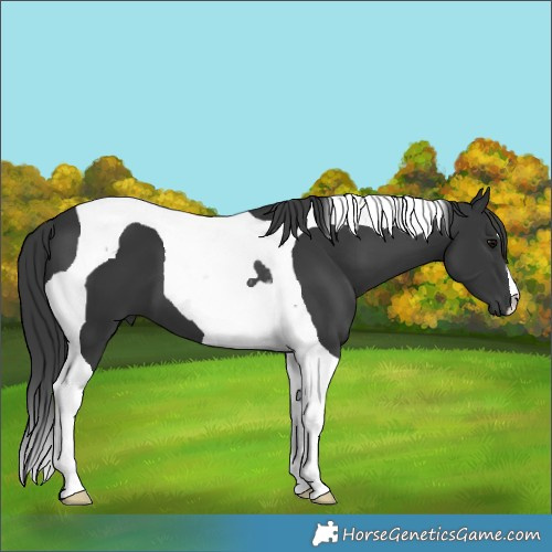 Horse Color:Black Tobiano
