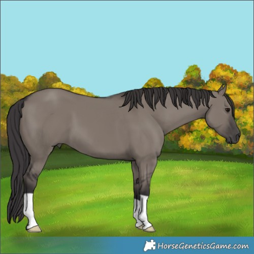 Horse Color:Smoky Grullo