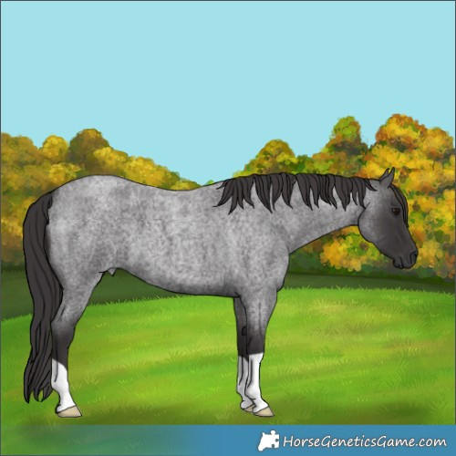 Horse Color:Smoky Blue Roan
