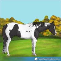 Horse Color:Smoky Black Tobiano 