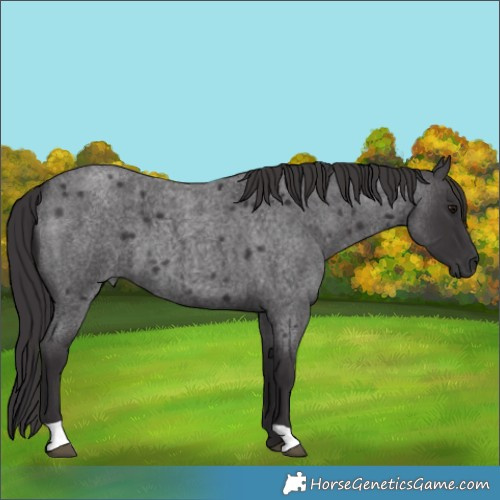 Horse Color:Smoky Blue Roan 