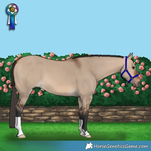 Horse Color:Bay Dun