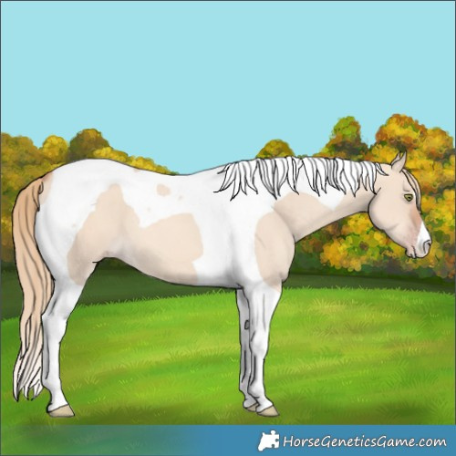 Horse Color:Gold Champagne Dun Tobiano 