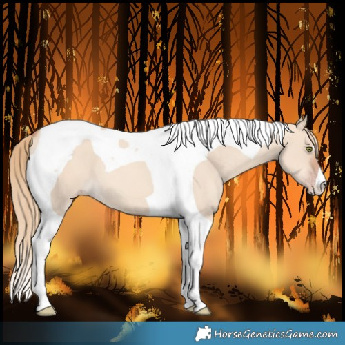 Horse Color:Gold Champagne Dun Tobiano 