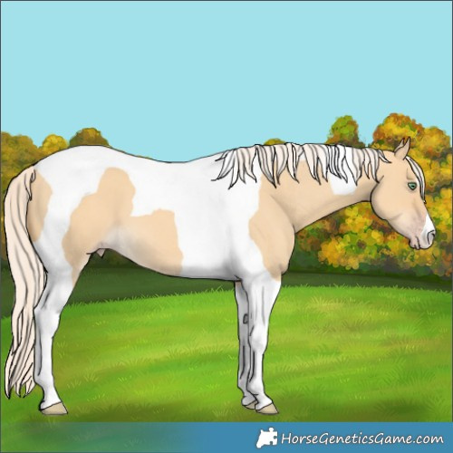 Horse Color:Gold Cream Champagne Dun Tobiano 