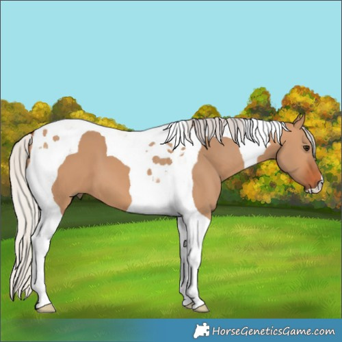 Horse Color:Silver Bay Dun Tobiano 