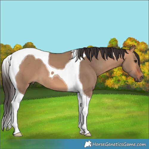 Horse Color:Bay Dun Tobiano 