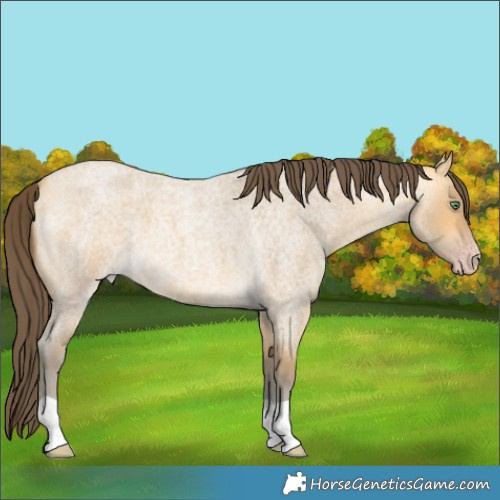 Horse Color:Amber Cream Champagne Roan 