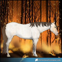 Horse Color:Amber Cream Champagne Roan Dun 