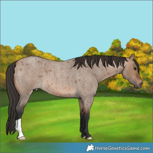 Horse Color:Brown Roan Dun 