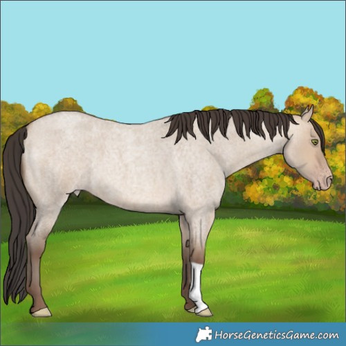 Horse Color:Sable Champagne Roan Dun 