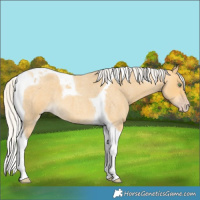 Horse Color:Silver Amber Cream Champagne Roan Tobiano 