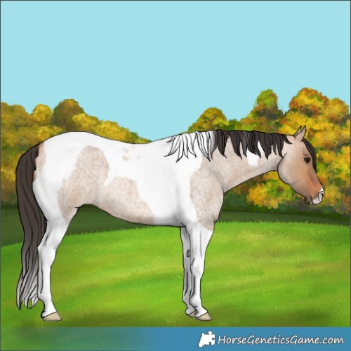 Horse Color:Bay Roan Dun Tobiano 