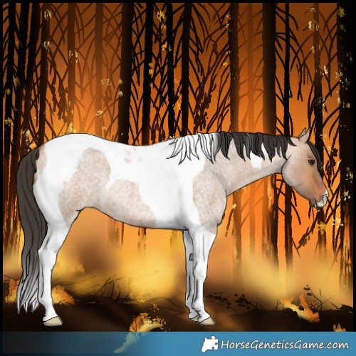 Horse Color:Bay Roan Dun Tobiano 