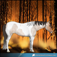 Horse Color:Bay Roan Dun Tobiano