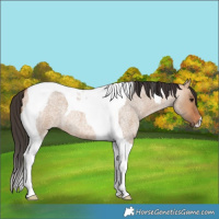 Horse Color:Bay Roan Dun Tobiano 