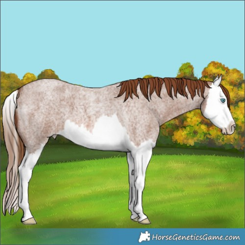Horse Color:Red Roan Splash