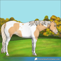 Horse Color:Gold Cream Champagne Tobiano