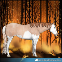 Horse Color:Gold Champagne Roan Splash 