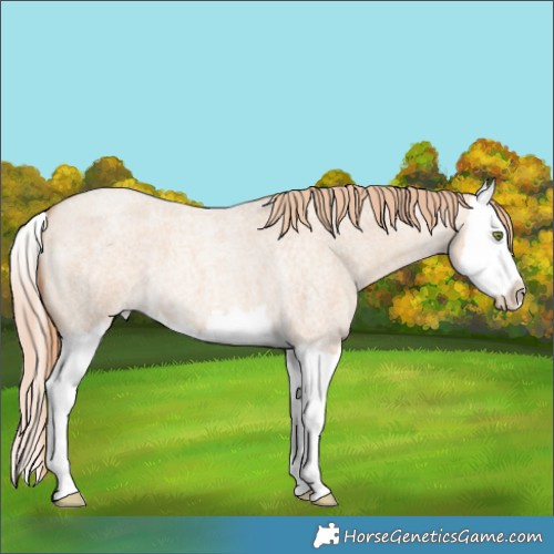 Horse Color:Gold Champagne Roan Dun Splash