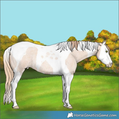Horse Color:Gold Champagne Roan Dun Splash Tobiano