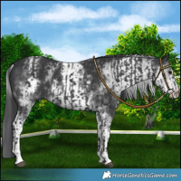 Horse Color:Black and White Spotted Black