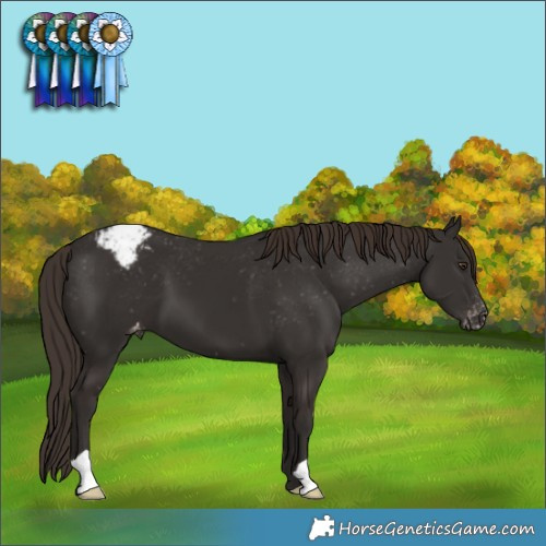 Horse Color:Liver Chestnut Appaloosa