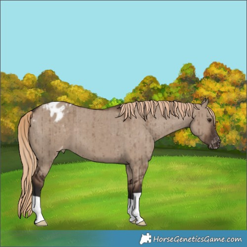 Horse Color:Liver Red Dun Appaloosa Brindle